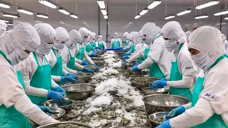 Shrimp processing for export.