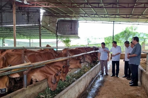 Toan Phat Cooperative in Son La raises hundreds of cattle without unpleasant odours, thanks to its use of bio-organic bedding. (Photo: Tue Linh)