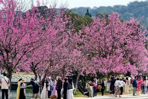 Across the mountain city of Da Lat, cherry blossoms burst into bloom, their hues likened to “the rosy lips of a loved one”, leaving countless travellers spellbound.