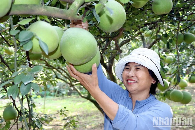 A farmer tends pomelos in her orchard. A farmer tends pomelos in her orchard.