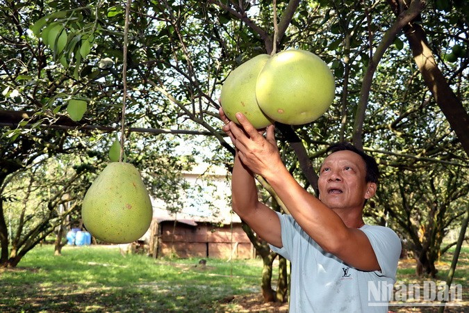 Ngo Van Son, owner of a 2-hectare pomelo orchard, said only some green-skinned pomelos are left. Ngo Van Son, owner of a 2-hectare pomelo orchard, said only some green-skinned pomelos are left.