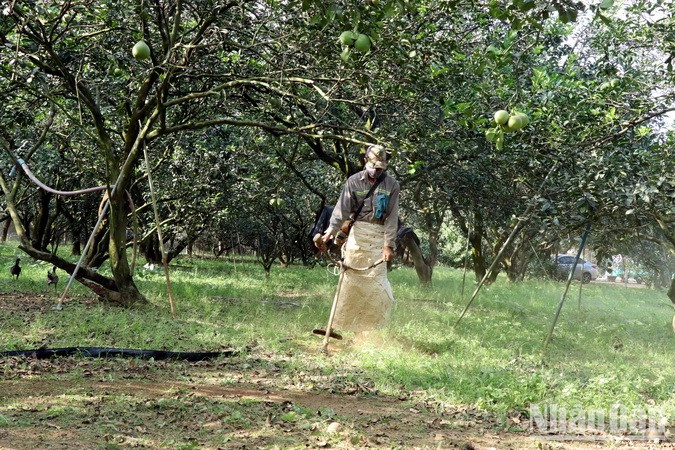 Unlike previous years when Son’s orchard was full of pomelos, most of this year’s pomelos were already sold out in the late 10th lunar month. Unlike previous years when Son’s orchard was full of pomelos, most of this year’s pomelos were already sold out in the late 10th lunar month.