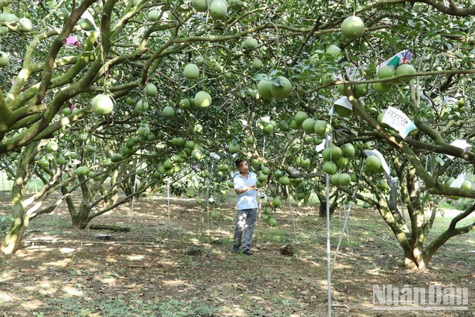 This year’s pomelo output is lower than previous years. This year’s pomelo output is lower than previous years.