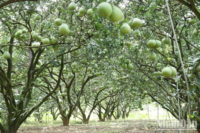 Small and medium-sized orchards will begin picking and selling their pomelos for Tet in the next two weeks. Small and medium-sized orchards will begin picking and selling their pomelos for Tet in the next two weeks.