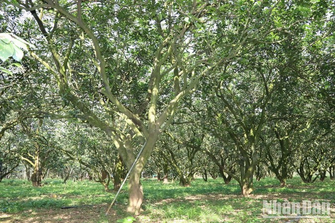 In larger orchards in Tan Trieu Village, pomelos are already sold out ahead of Tet. In larger orchards in Tan Trieu Village, pomelos are already sold out ahead of Tet.