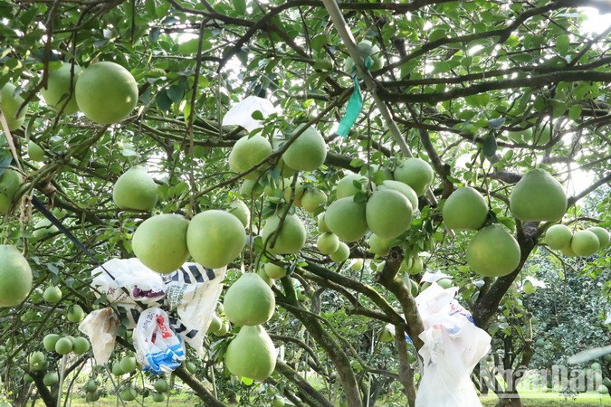 In some smaller orchards, farmers are tending to their pomelos for the 2024 Lunar New Year. In some smaller orchards, farmers are tending to their pomelos for the 2024 Lunar New Year.