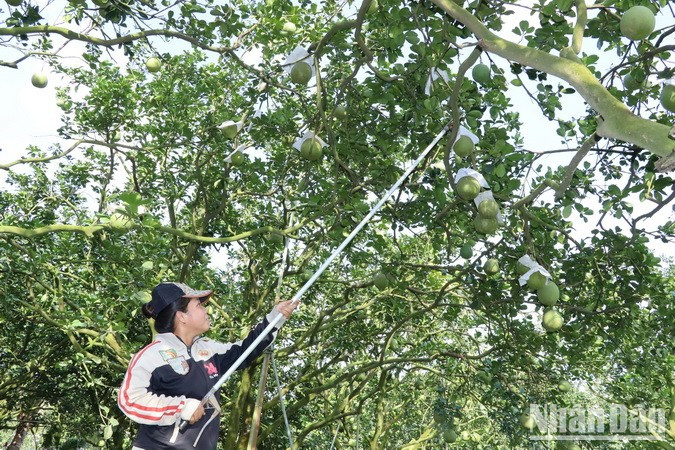 Son added that due to weak demand around Tet, many orchard farmers have decided to sell their pomelos all year round without waiting for the biggest festival of the year. Son added that due to weak demand around Tet, many orchard farmers have decided to sell their pomelos all year round without waiting for the biggest festival of the year.