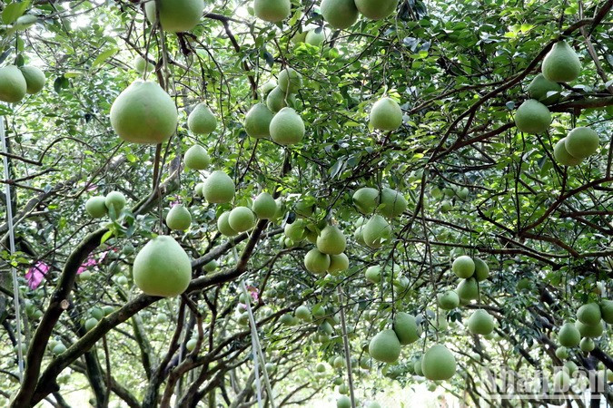 Tan Trieu pomelo is a speciality of Dong Nai Province with its unique sweetness. Tan Trieu pomelo is a speciality of Dong Nai Province with its unique sweetness.