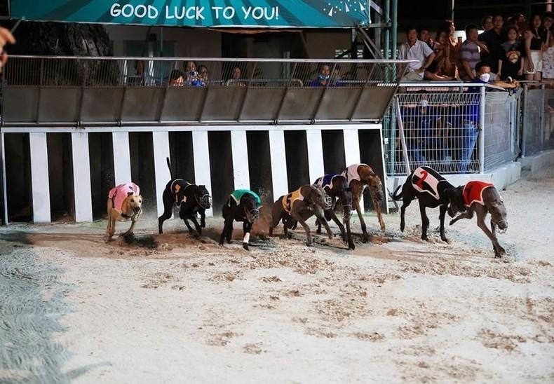 The greyhound race begins.