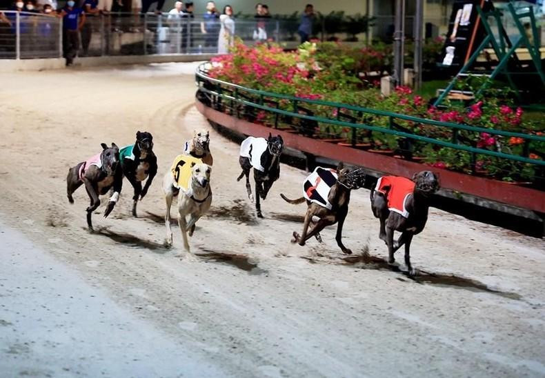 An exciting race between the greyhounds at the Vung Tau greyhound race track.