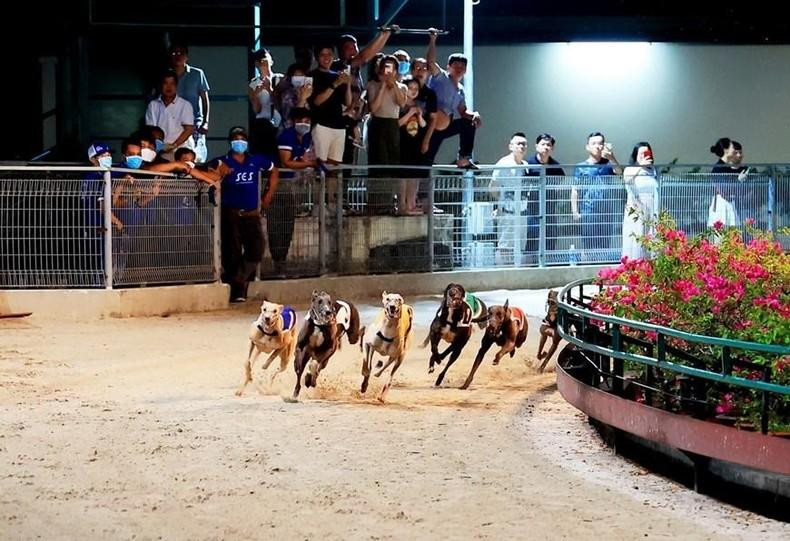 A greyhound race at the Vung Tau greyhound race track.