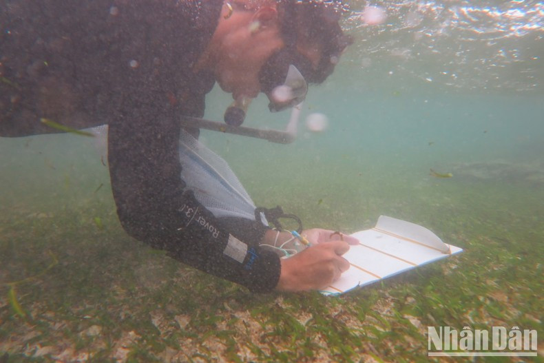 Monitoring seagrass beds in the Ly Son Marine Protected Area. Monitoring seagrass beds in the Ly Son Marine Protected Area.