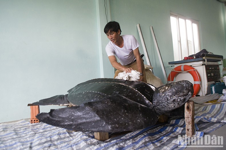 Restoring a rare leatherback turtle specimen for display to raise community awareness about protecting endangered wildlife. Restoring a rare leatherback turtle specimen for display to raise community awareness about protecting endangered wildlife.