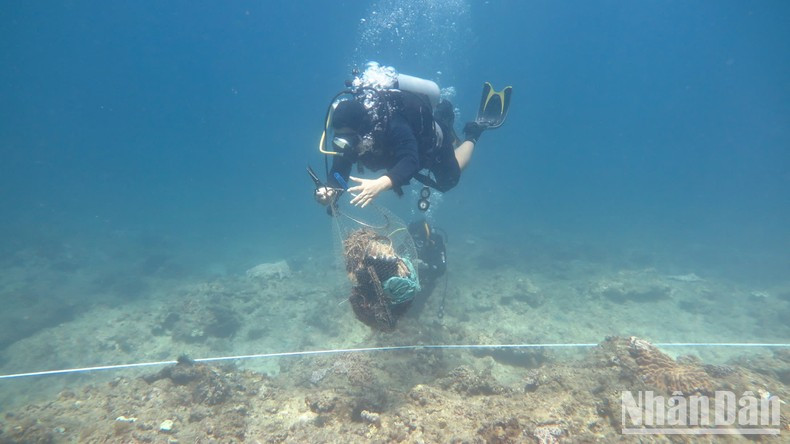 The live coral cover and seagrass beds of the Ly Son Marine Protected Area have been severely degraded and require enhanced protection. The live coral cover and seagrass beds of the Ly Son Marine Protected Area have been severely degraded and require enhanced protection.