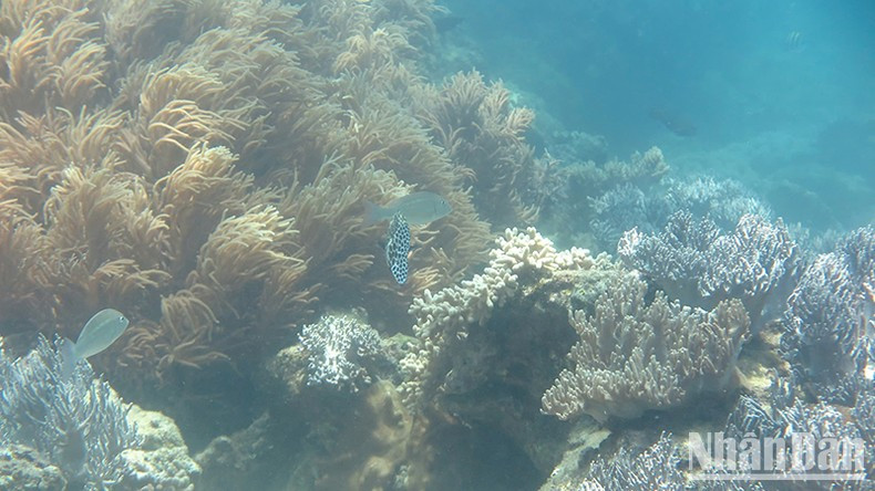 The Ly Son Marine Protected Area, a precious gem of marine biodiversity in Quang Ngai. The Ly Son Marine Protected Area, a precious gem of marine biodiversity in Quang Ngai.