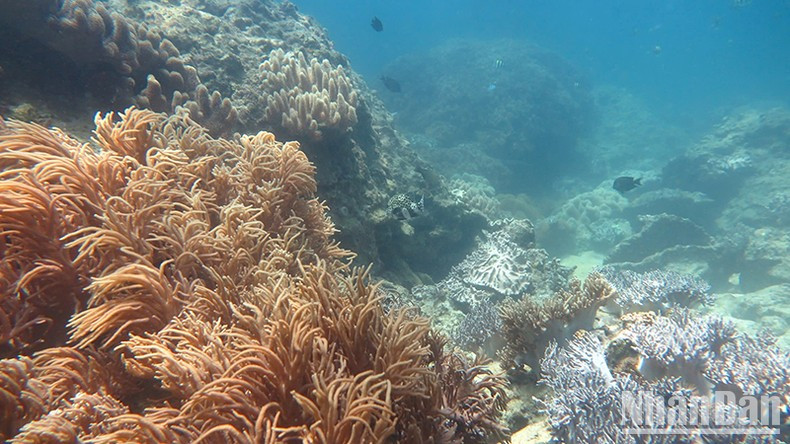 Protecting coral reefs and marine vegetation is an urgent issue for biodiversity conservation in the Ly Son Marine Protected Area. Protecting coral reefs and marine vegetation is an urgent issue for biodiversity conservation in the Ly Son Marine Protected Area.