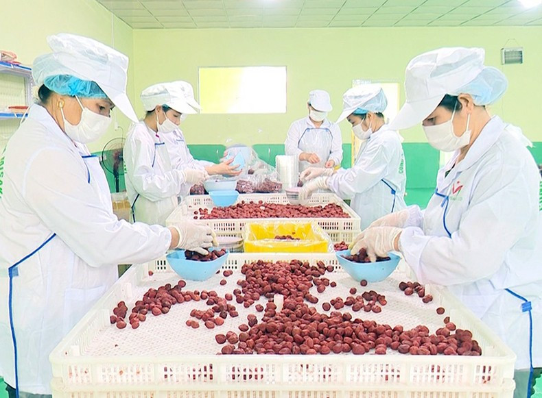 Processing plums for export to Japan. (Photo: Huong Lan)