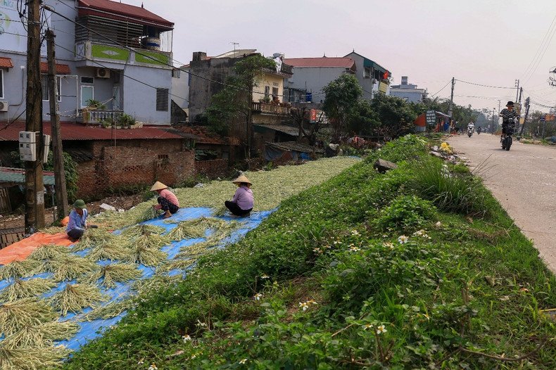 When walking around the village, visitors can easily see the image of people drying leaves on dikes next to the road. When walking around the village, visitors can easily see the image of people drying leaves on dikes next to the road.