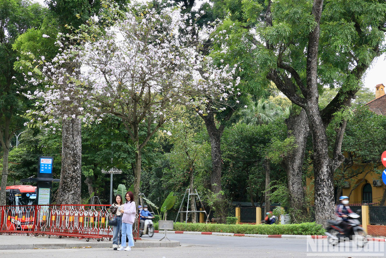 Hoang Dieu Street is adorned with Bauhinia variegata flowers.