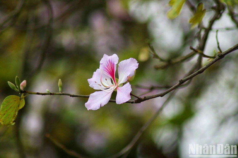 Each flower usually consists of four to five light pink petals, with the pistil producing a gentle scent.
