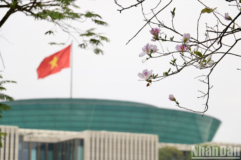 The flowers began to blossom on the streets of Hoang Dieu and Bac Son in mid-February.