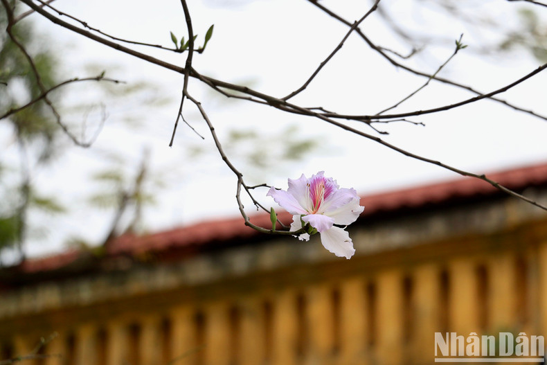 The light pink flowers give people a sense of peace.