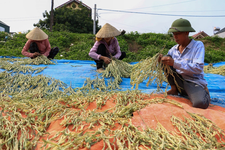 The main raw material for making conical hats is “lui” leaves. First, the artisans must dry the leaves in the sun for many hours. The main raw material for making conical hats is “lui” leaves. First, the artisans must dry the leaves in the sun for many hours.