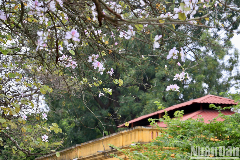 A typical species of the northwestern mountains, the flowers, also known by other names such as mountain ebony, usually come into bloom in late February and early March.