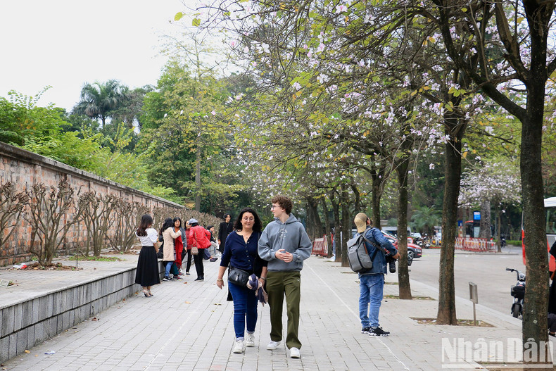 The blooming mountain ebony flowers add a touch of sheer beauty to the capital city.