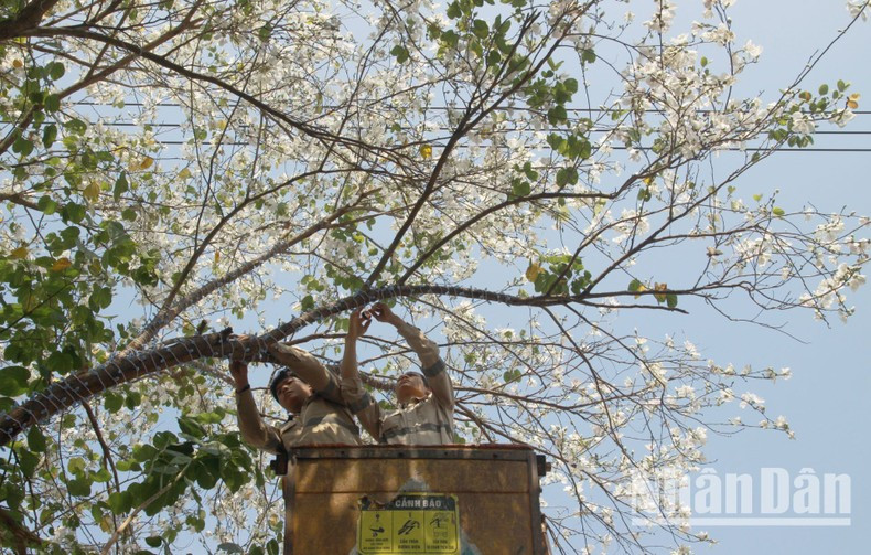 To prepare for the Mountain Ebony Flower Festival, Son La City has organised decorations and pruning of the mountain ebony trees along the main streets. To prepare for the Mountain Ebony Flower Festival, Son La City has organised decorations and pruning of the mountain ebony trees along the main streets.