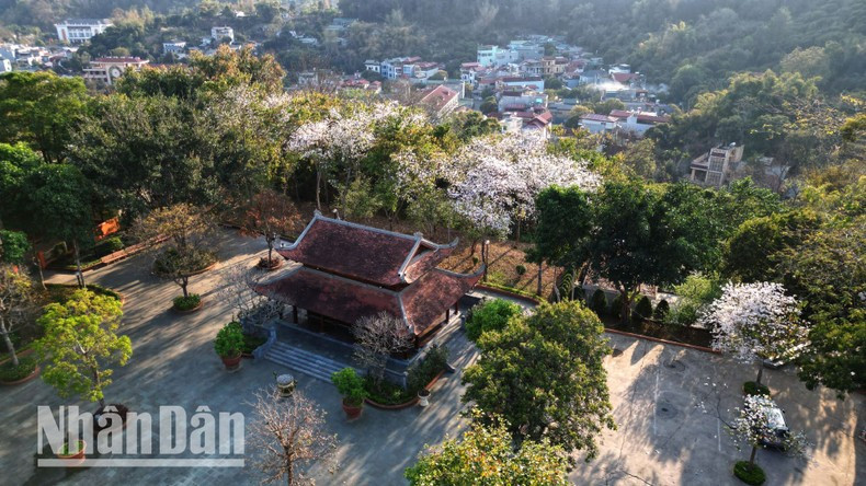 As the flowers bloom in full splendour, they adorn Son La’s villages, hills and valleys. As the flowers bloom in full splendour, they adorn Son La’s villages, hills and valleys.