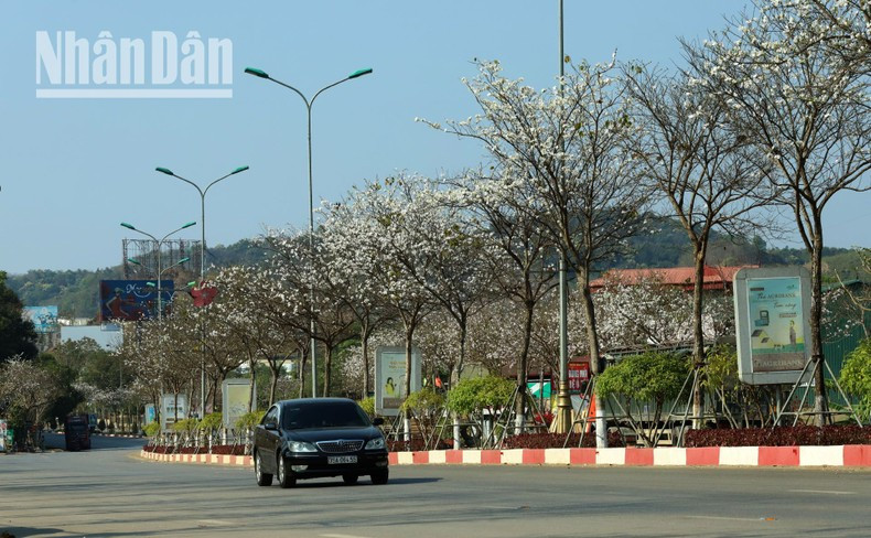 Upon arriving in Son La City, visitors can admire the flowers along the city’s main roads. Upon arriving in Son La City, visitors can admire the flowers along the city’s main roads.