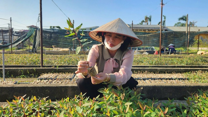 Ngo Thi Nguyet introduces the forestry seedlings produced by the Quang Ninh Centre for Agro-Forestry Science and Production. Ngo Thi Nguyet introduces the forestry seedlings produced by the Quang Ninh Centre for Agro-Forestry Science and Production.