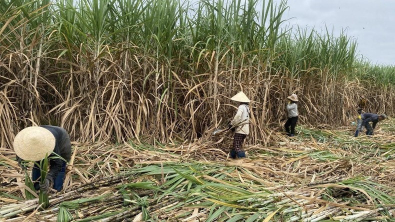 Sugarcanes have helped improve the living standards of local farmers.