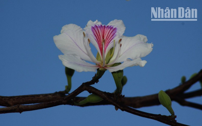 For the Thai ethnic people in Son La, mountain ebony flowers hold cultural and spiritual significance. The flowers are often used in traditional festivals and daily life, symbolising aspirations for love, prosperity, and gratitude towards nature and ancestors. For the Thai ethnic people in Son La, mountain ebony flowers hold cultural and spiritual significance. The flowers are often used in traditional festivals and daily life, symbolising aspirations for love, prosperity, and gratitude towards nature and ancestors.