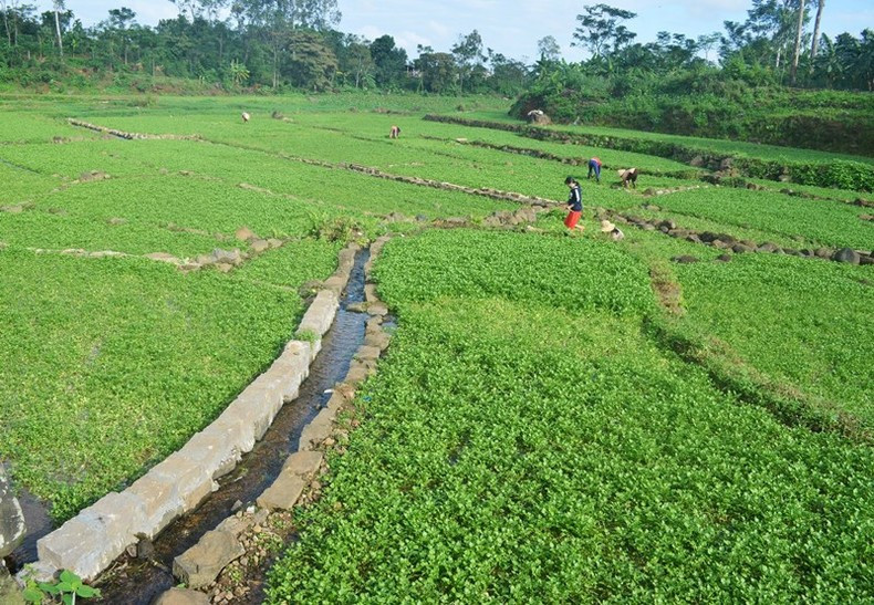 Water is delivered from the wells to the watercress fields.