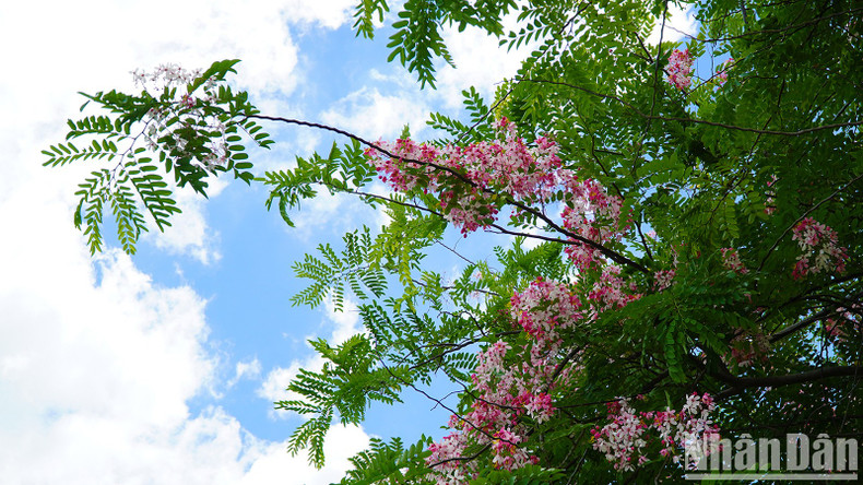With its broad canopy and easy growth, Java cassia is planted to embellish and provide shade for streets and neighbourhoods.