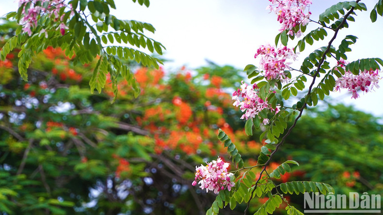 Java cassia flowers against the backdrop of flamboyant flowers.