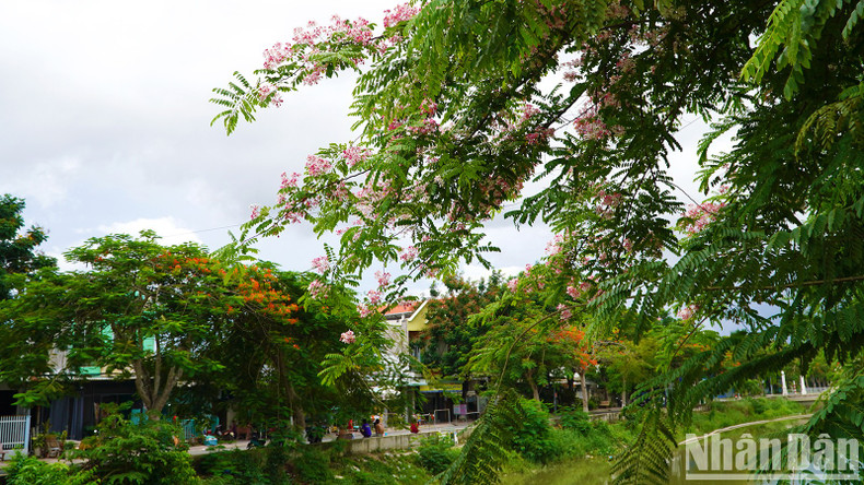 A street in Cao Lanh lined with Java cassia and flamboyant trees.