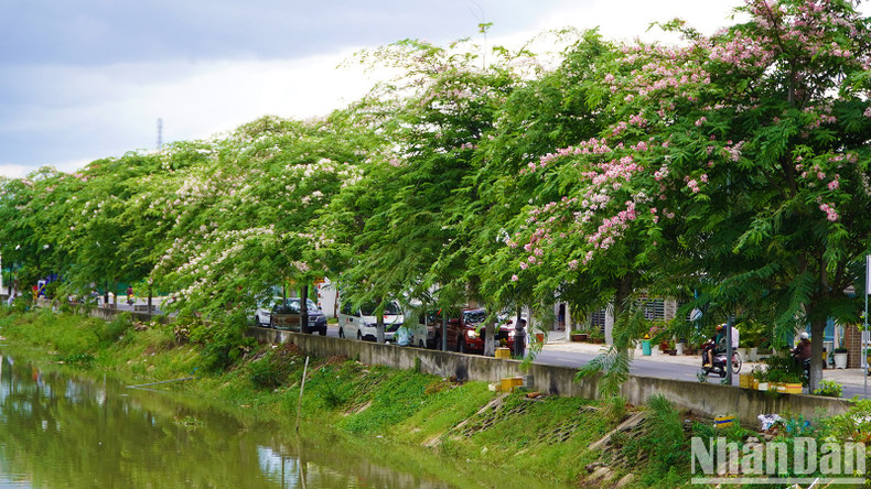 Java cassia flowers are usually in bloom from April to June.