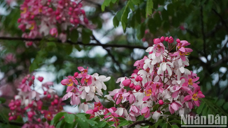 In recent years, Java cassia has been planted in many streets in Cao Lanh, the capital city of Dong Thap Province.