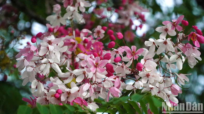 Java cassia is a relatively new plant to many Dong Thap residents and is usually mistaken for the Cassia grandis because of their similar flowers, leaves, and stalks.