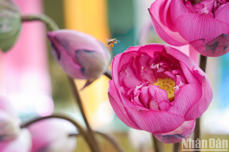 Lotus is grown in many of Hanoi’s outlying districts, providing a source of materials for the garment and food sectors.