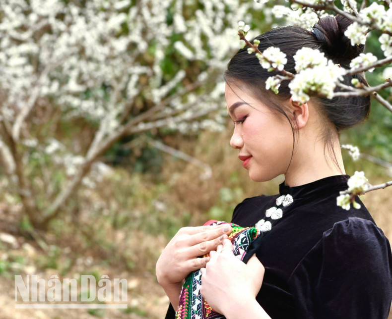 A Thai ethnic woman stands beside a plum tree with pure white flowers in a valley in Chieng Co Commune, Son La City. A Thai ethnic woman stands beside a plum tree with pure white flowers in a valley in Chieng Co Commune, Son La City.