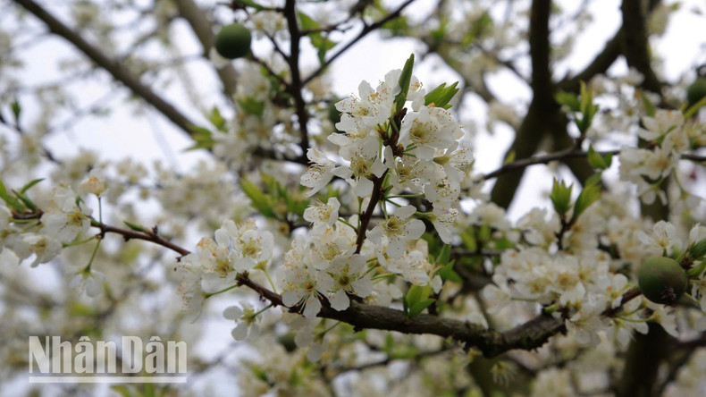 The delicate white clusters of plum blossoms attract visitors from near and far. The delicate white clusters of plum blossoms attract visitors from near and far.