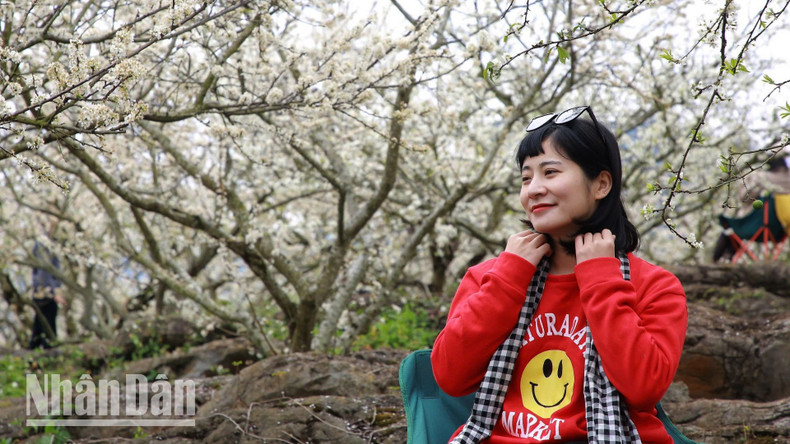 A tourist is fully immersed in the pristine white splendour of the Moc Chau Plateau. A tourist is fully immersed in the pristine white splendour of the Moc Chau Plateau.