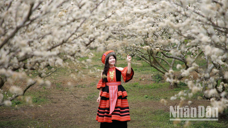 Many visitors don traditional H’Mong ethnic attire to take photos beneath the blooming plum trees. Many visitors don traditional H’Mong ethnic attire to take photos beneath the blooming plum trees.