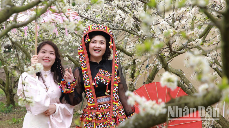 Each year, during the plum blossom season, Son La Province welcomes thousands of tourists who come to explore and experience the scenery and capture beautiful photographs. Each year, during the plum blossom season, Son La Province welcomes thousands of tourists who come to explore and experience the scenery and capture beautiful photographs.