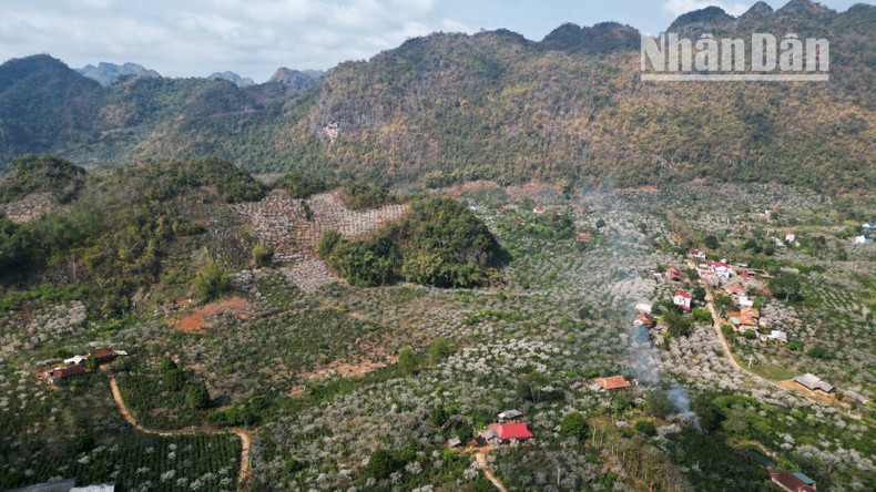 A peaceful scene, with wisps of evening smoke drifting through the pure white plum blossoms in a valley nestled within Son La City. A peaceful scene, with wisps of evening smoke drifting through the pure white plum blossoms in a valley nestled within Son La City.