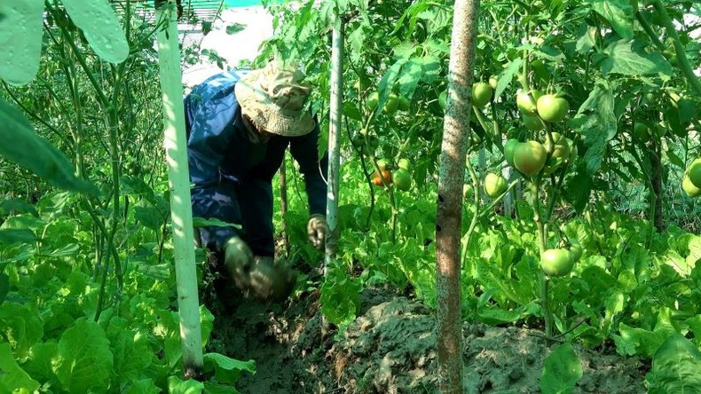 The officers and personnel of Engineering Unit Rotation 3 implement crop rotation and intercropping systems to optimise the growing area.